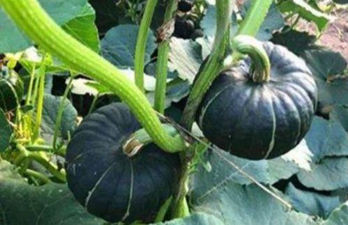 认真吃瓜网红图片,揭秘“认真吃瓜网红”的爆红之路 第1张 认真吃瓜网红图片,揭秘“认真吃瓜网红”的爆红之路 第1张